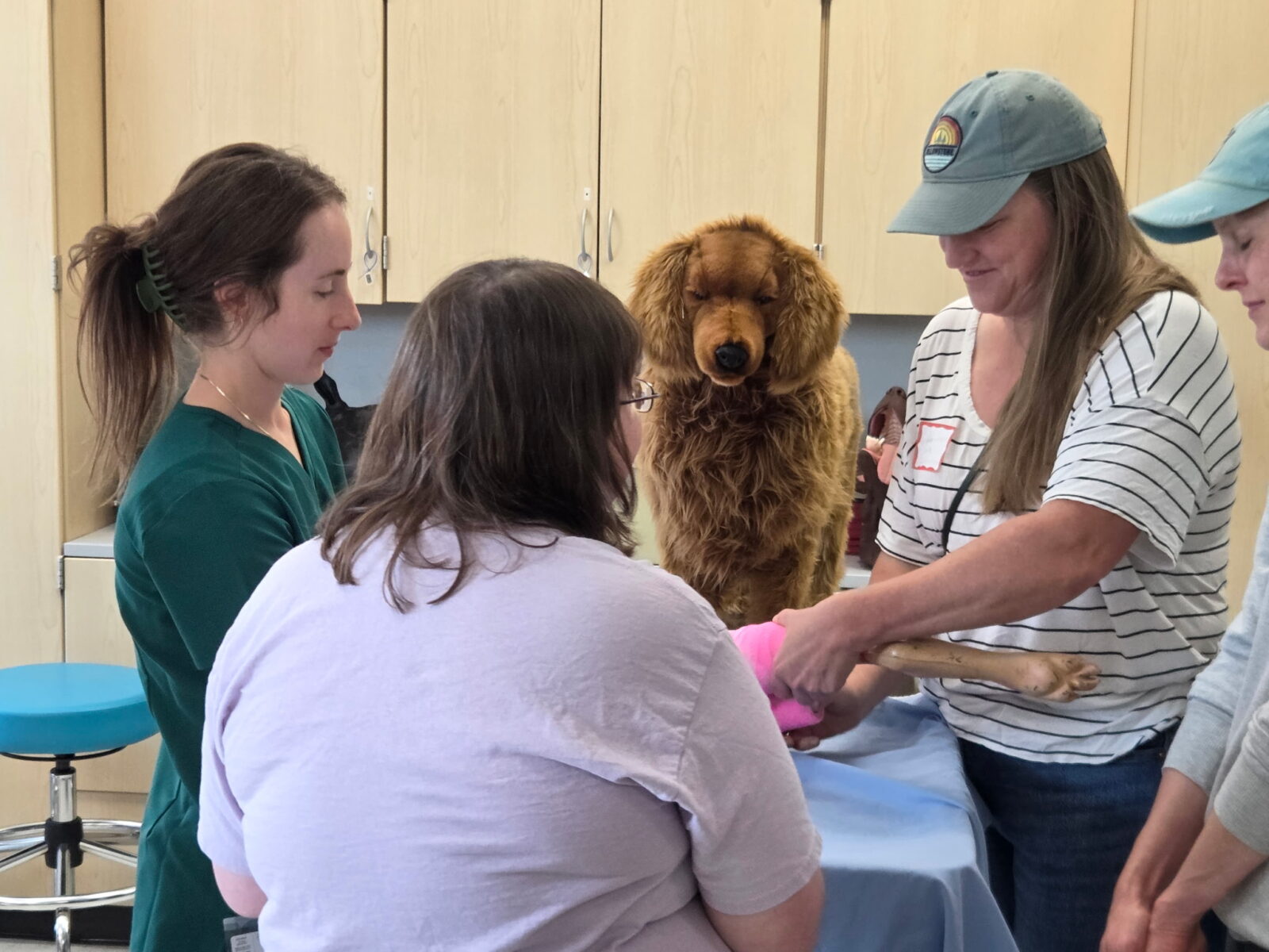Veterinary Student teaches client attending group workshop in August 2026 how to apply a leg bandage to a model dog.