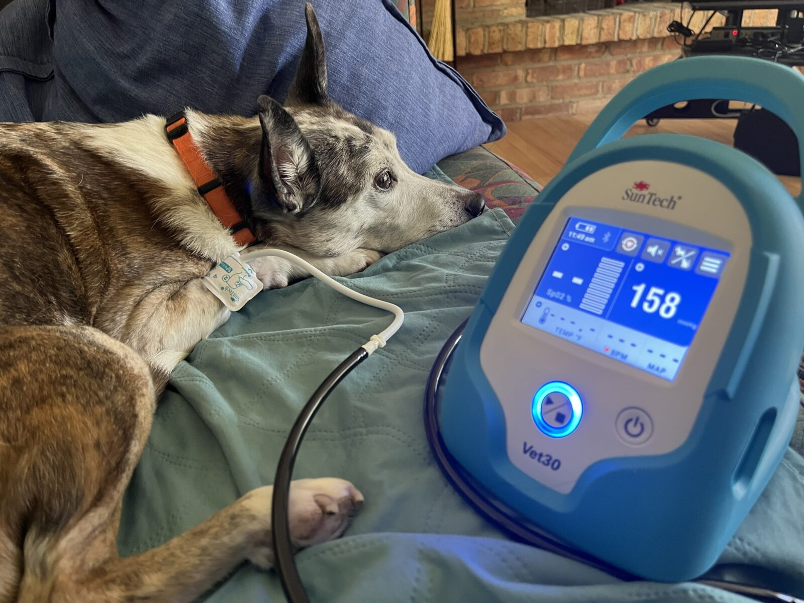 Mac, a canine, comfortably gets his BP taken at home by his owners.