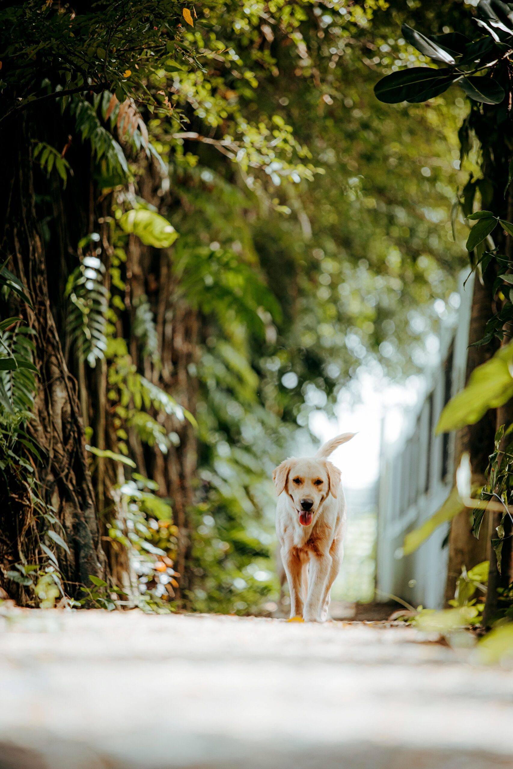 A yellow lab walks through a foresty environment